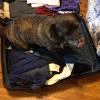 Mocha is going to miss me